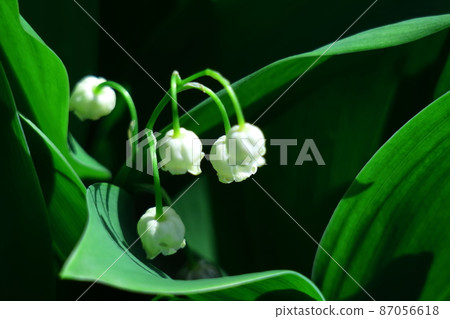 Flowers for good luck 87056618