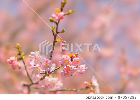 Kawazu櫻桃樹在河津鎮 87057282