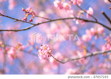 Kawazu櫻桃樹在河津鎮 Kawazu櫻桃樹在河津鎮 87057283