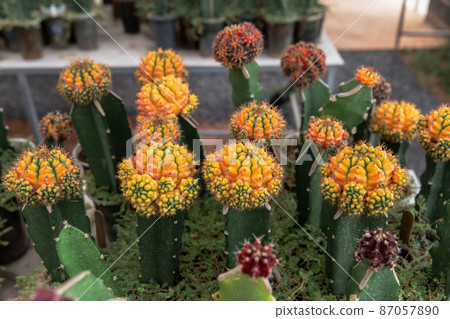 Flower, Texas, Cactus, New Mexico, Desert Area Flower, Texas, Cactus, New Mexico, Desert Area 87057890