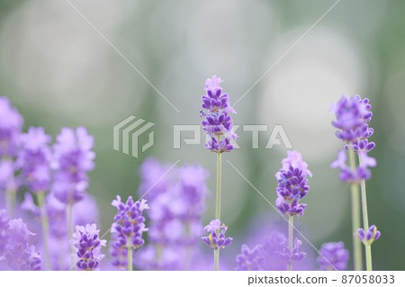 富良野的薰衣草 富良野的薰衣草 87058033