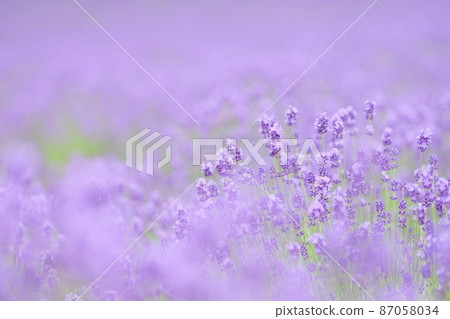 富良野的薰衣草 富良野的薰衣草 87058034