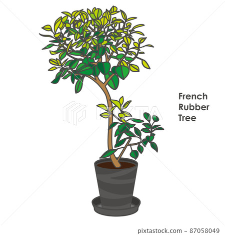 Illustration of a French rubber tree of foliage plants Illustration of a French rubber tree of foliage plants 87058049