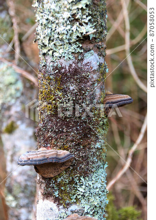 Mushrooms growing on trees Itoshima 2 Mushrooms growing on trees Itoshima 2 87058053