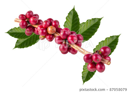 Fresh Arabica Coffee beans ripening isolated on white background. Fresh Arabica Coffee beans ripening isolated on white background. 87058079
