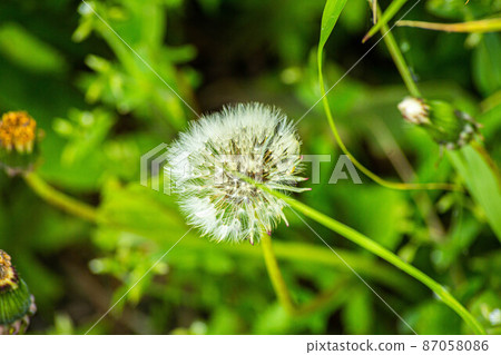 Big ball of dandelion, with bright green grass on the background, shot in close-up Big ball of dandelion, with bright green grass on the background, shot in close-up 87058086