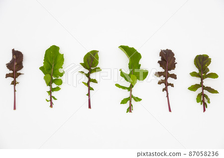 Arugula rocket 87058236