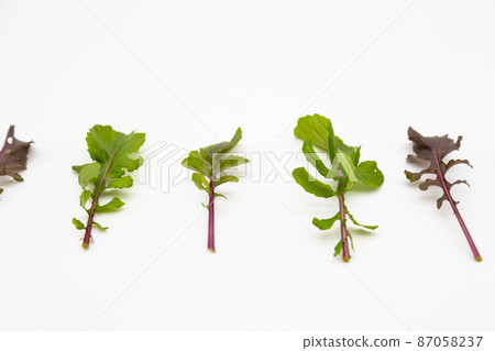Arugula rocket Arugula rocket 87058237