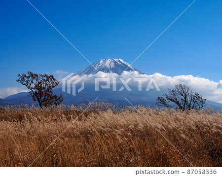 Fuji and Japanese pampas grass on the Asagiri plateau Fuji and Japanese pampas grass on the Asagiri plateau 87058336