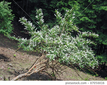 Philadelphus coronarius (Shirotsugi) 87058816