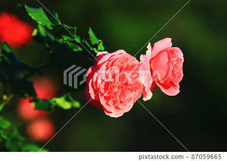 綻放的紅色玫瑰花 87059665
