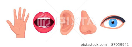 Five human senses, face parts or sensory organs set. Nose, ear, eye, mouth, hands. Vision, smell, hearing, touch, taste. Perception of environment, sensations 87059941