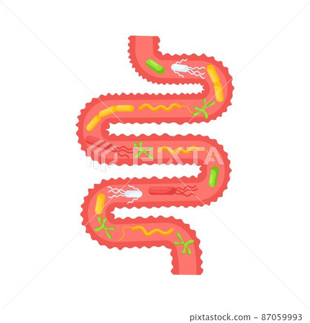 Human internal organ. Gastrointestinal digestive tract with microorganisms, bacteria, lactobacilli. Small intestine, guts anatomy. Colon, bowel. Anatomy, medicine concept 87059993