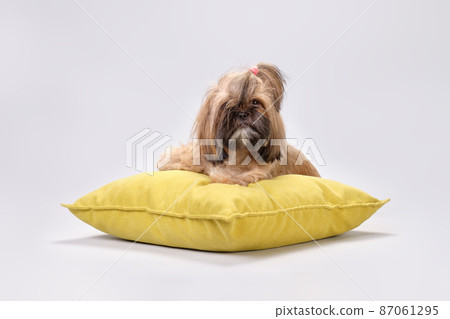 An overgrown shih tzu dog lies on a yellow pillow An overgrown shih tzu dog lies on a yellow pillow 87061295