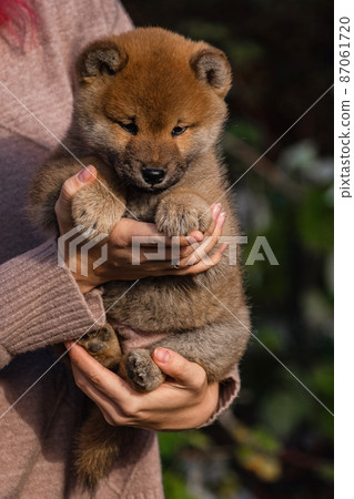 small little shiba inu puppies small little shiba inu puppies 87061720