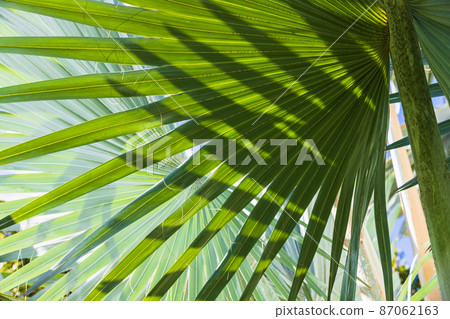 Green palm leaves with shadow pattern, close-up 87062163