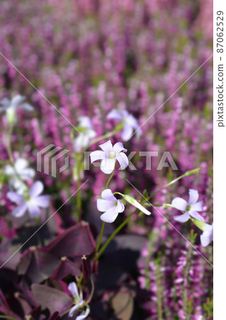 Purple shamrock Purple shamrock 87062529