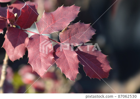 Oregon grape Oregon grape 87062530
