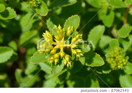 Orange Stonecrop Weihenstephaner Gold 87062543