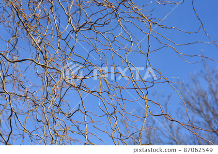 Dragons claw willow 87062549