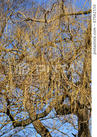 Golden Weeping Willow Golden Weeping Willow 87062550