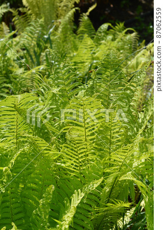 Ostrich fern 87062559