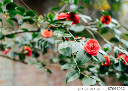 Red camellia flowers with green leaves background. Spring time. Blooming garden in winter. Selctive focus. Red camellia flowers with green leaves background. Spring time. Blooming garden in winter. Selctive focus. 87063032