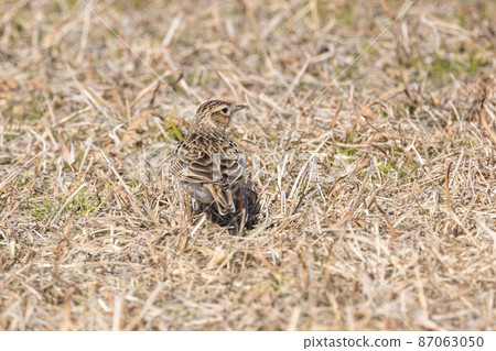 Lark on a dead lawn 87063050