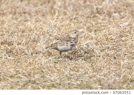 死草坪上的雲雀 87063051
