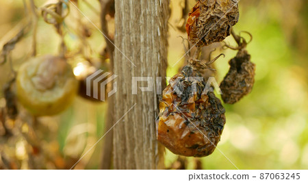 Rotten tomato mold fungi farm farming bio organic rot rust vegetables plant cultivation greenhouse moss detail closeup mildew mould drought dry soil land earth tomatoes harvest fruit growth red green Rotten tomato mold fungi farm farming bio organic rot rust vegetables plant cultivation greenhouse moss detail closeup mildew mould drought dry soil land earth tomatoes harvest fruit growth red green 87063245