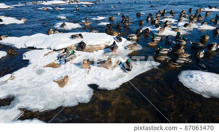 Ducks out on icy river Ducks out on icy river 87063470