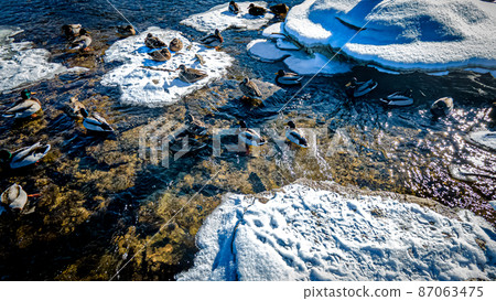 Ducks on the icy river on sunny day Ducks on the icy river on sunny day 87063475