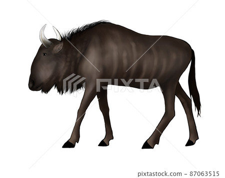 Full body illustration of walking wildebeest Full body illustration of walking wildebeest 87063515