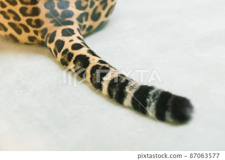 Leopard pantera padus kotiya in the rock 87063577