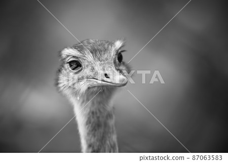 Ostrich head close up, autumn weather park outdoors Ostrich head close up, autumn weather park outdoors 87063583
