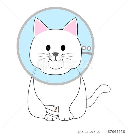 White cat with Elizabethan collar, fat cat 87063658