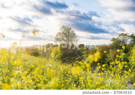 春天“埼玉縣”春天在自然豐富的水沼稻田中 87063810