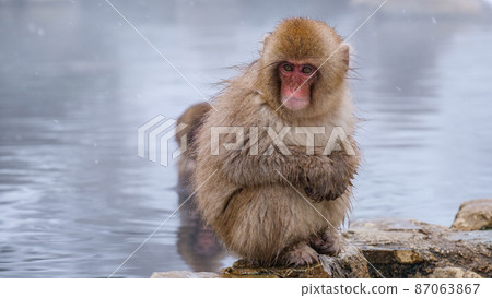 Jigokudani Yaen-Koen Monkey (Snow Monkey) Jigokudani Yaen-Koen Monkey (Snow Monkey) 87063867