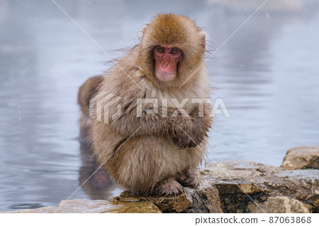 Jigokudani Yaen-Koen Monkey (Snow Monkey) Jigokudani Yaen-Koen Monkey (Snow Monkey) 87063868