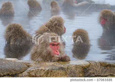 Jigokudani Yaen-Koen Monkey (Snow Monkey) Jigokudani Yaen-Koen Monkey (Snow Monkey) 87063886