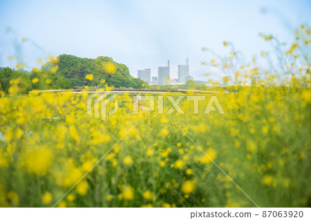 “埼玉縣”春天在自然豐富的水沼稻田中 “埼玉縣”春天在自然豐富的水沼稻田中 87063920