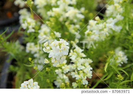 Linaria花 87063971