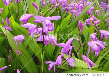 Purple 87064149