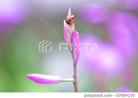 Purple 87064150