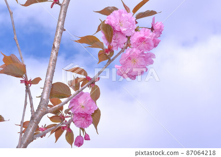 Double cherry blossoms Double cherry blossoms 87064218