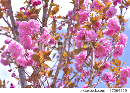 Double cherry blossoms Double cherry blossoms 87064219