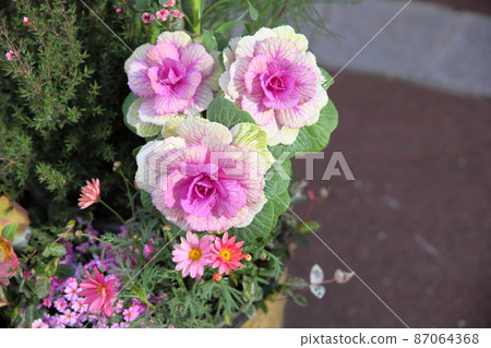 Habotan flowers Habotan flowers 87064368