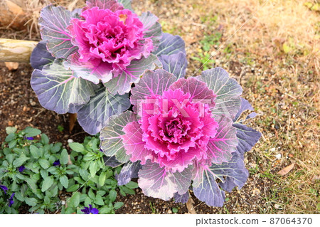 Habotan flowers 87064370