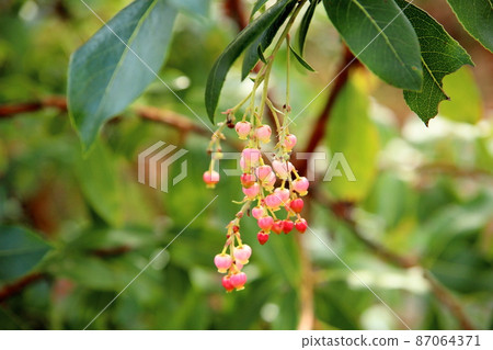 Cute flower 87064371