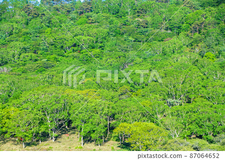 Akagiyama Shirakaba Ranch Shirakaba no Mori Early summer early morning scenery Akagiyama Shirakaba Ranch Shirakaba no Mori Early summer early morning scenery 87064652